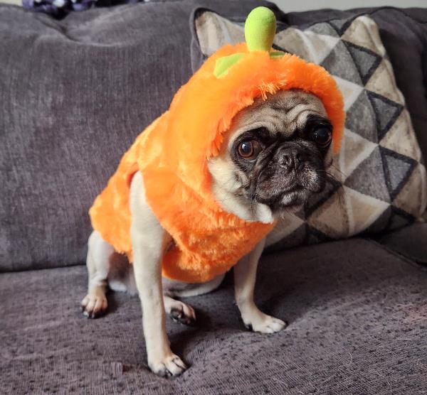 /Images/uploads/PUG NATION RESCUE OF LOS ANGELES/pugnation/entries/33569thumb.jpg